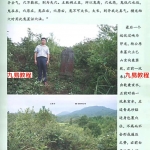 刘国胜徒弟、郭航州《杨公风水龙穴解密 》彩色电子版，269页。